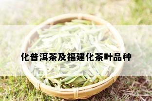 化普洱茶及福建化茶叶品种