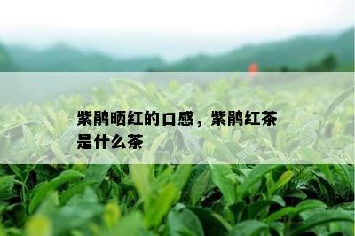 紫鹃晒红的口感，紫鹃红茶是什么茶