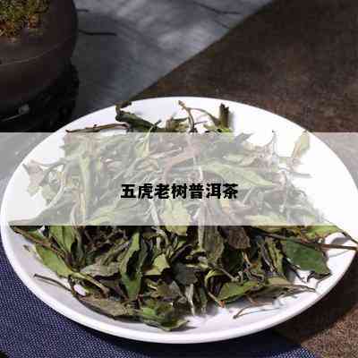 五虎老树普洱茶