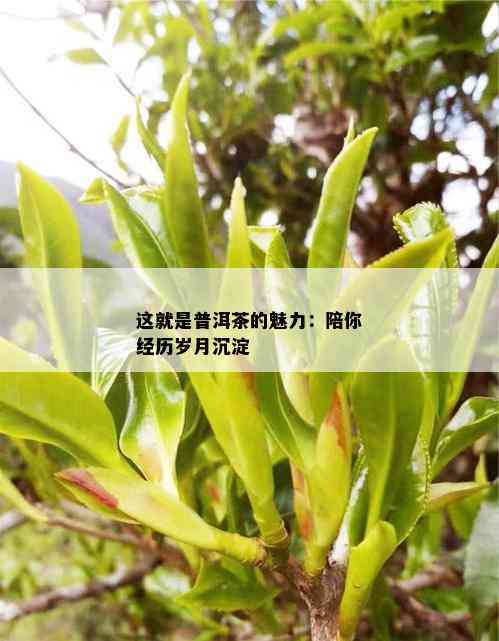 这就是普洱茶的魅力：陪你经历岁月沉淀