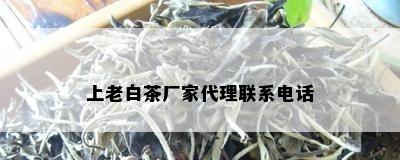 上老白茶厂家代理联系电话