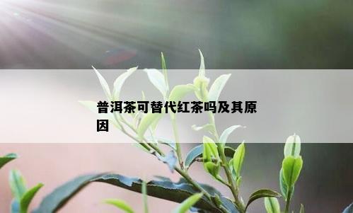 普洱茶可替代红茶吗及其原因