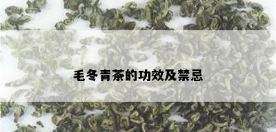 毛冬青茶的功效及禁忌