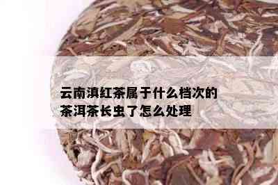 云南滇红茶属于什么档次的茶洱茶长虫了怎么处理