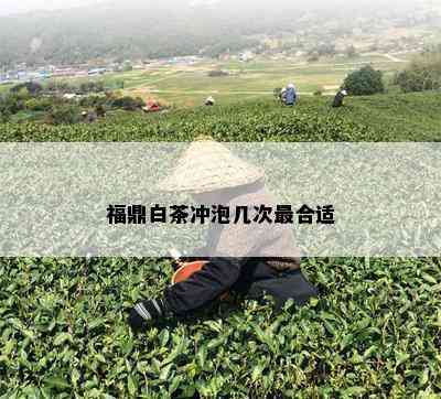 福鼎白茶冲泡几次最合适