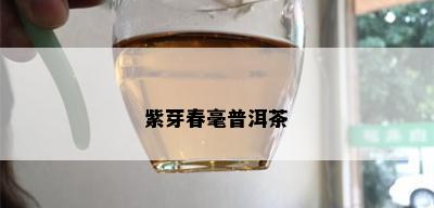 紫芽春毫普洱茶