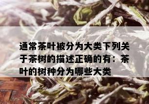 通常茶叶被分为大类下列关于茶树的描述正确的有：茶叶的树种分为哪些大类