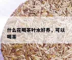 什么花喝茶叶水好养，可以喝茶