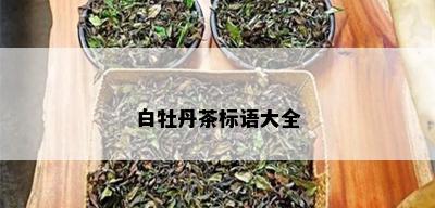 白牡丹茶标语大全