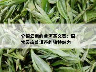 介绍云南的普洱茶文案：探索云南普洱茶的独特魅力