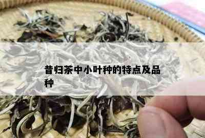 昔归茶中小叶种的特点及品种