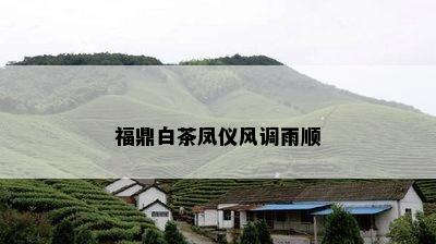 福鼎白茶凤仪风调雨顺