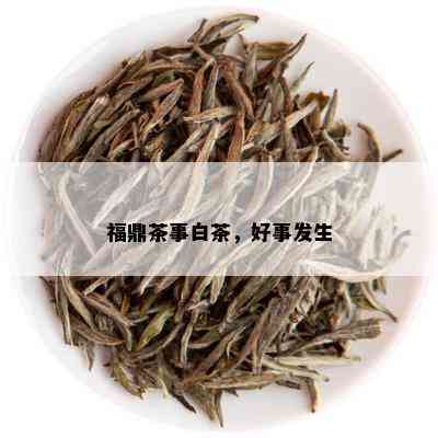 福鼎茶事白茶，好事发生