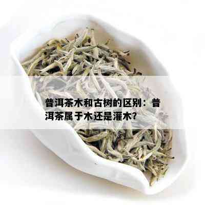 普洱茶木和古树的区别：普洱茶属于木还是灌木？