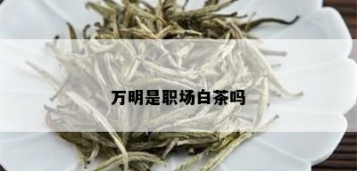 万明是职场白茶吗