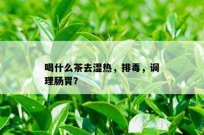 喝什么茶去湿热，排，调理肠胃？