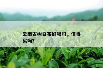 云南古树白茶好喝吗，值得买吗？