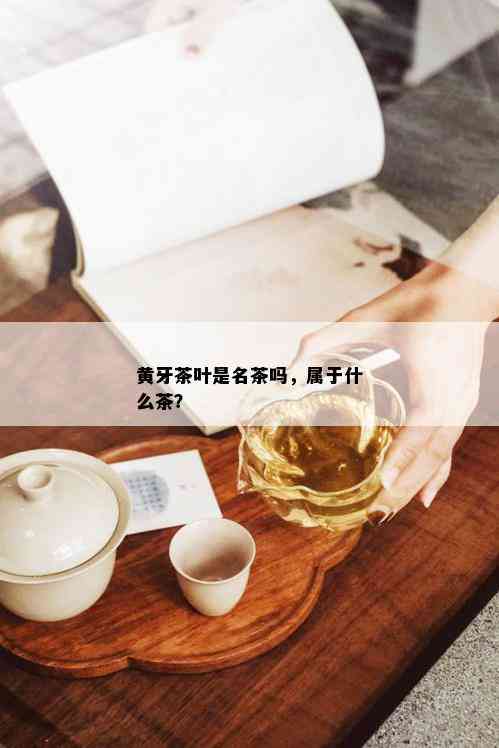 黄牙茶叶是名茶吗，属于什么茶？