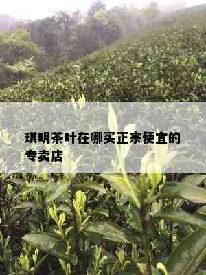 琪明茶叶在哪买正宗便宜的专卖店