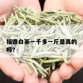 福鼎白茶一千多一斤是真的吗?