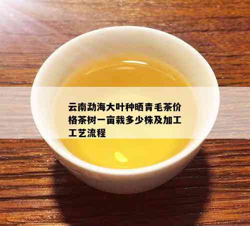 云南勐海大叶种晒青毛茶价格茶树一亩栽多少株及加工工艺流程