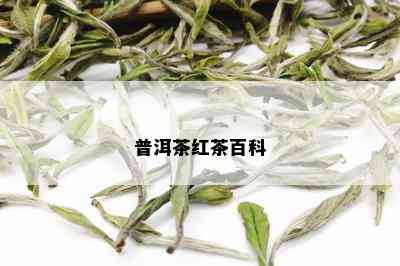 普洱茶红茶百科