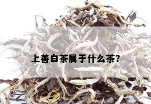 上善白茶属于什么茶?