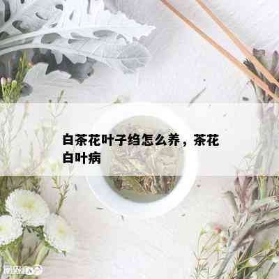 白茶花叶子绉怎么养，茶花白叶病