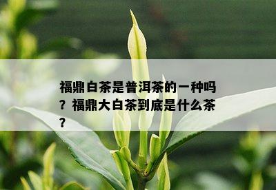 福鼎白茶是普洱茶的一种吗？福鼎大白茶到底是什么茶？