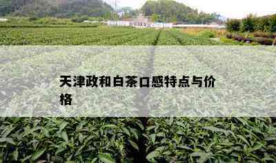 天津政和白茶口感特点与价格