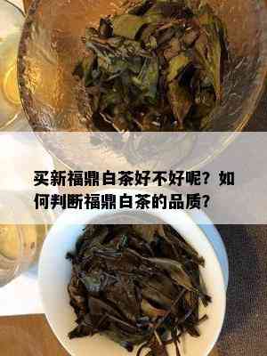 买新福鼎白茶好不好呢？如何判断福鼎白茶的品质？