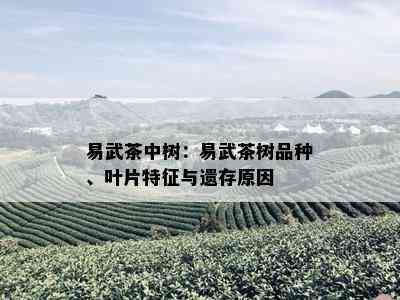 易武茶中树：易武茶树品种、叶片特征与遗存原因