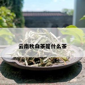 云南秋白茶是什么茶