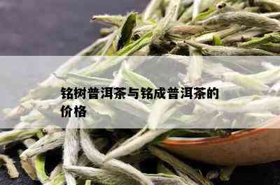 铭树普洱茶与铭成普洱茶的价格