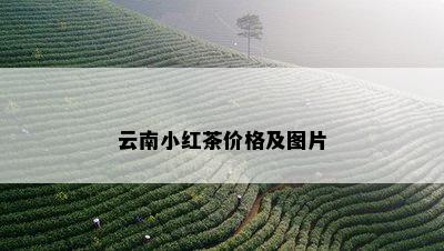 云南小红茶价格及图片