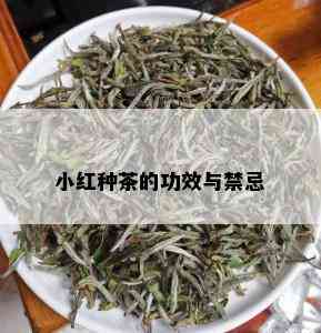 小红种茶的功效与禁忌