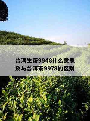 普洱生茶9948什么意思及与普洱茶9978的区别