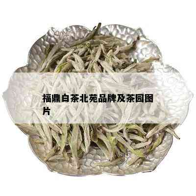 福鼎白茶北苑品牌及茶园图片