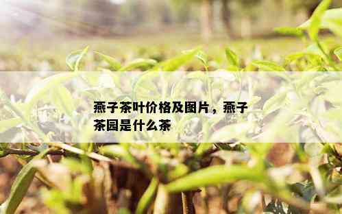 燕子茶叶价格及图片，燕子茶园是什么茶