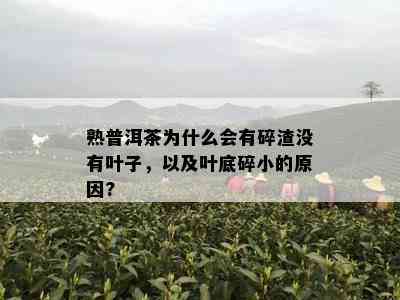 熟普洱茶为什么会有碎渣没有叶子，以及叶底碎小的原因?