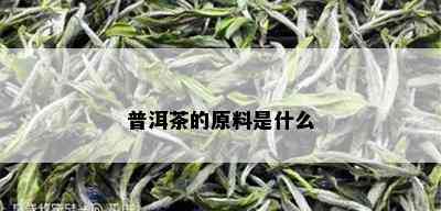 普洱茶的原料是什么