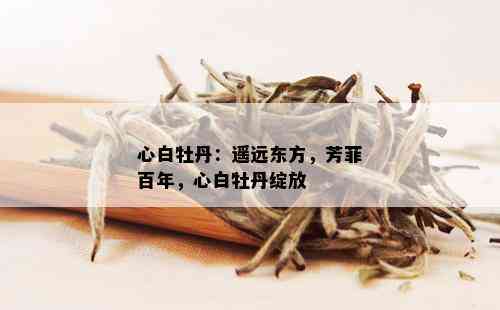 心白牡丹：遥远东方，芳菲百年，心白牡丹绽放