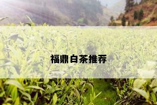 福鼎白茶推荐