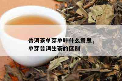 普洱茶单芽单叶什么意思，单芽普洱生茶的区别