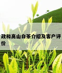 政和高山白茶介绍及客户评价