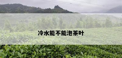 冷水能不能泡茶叶