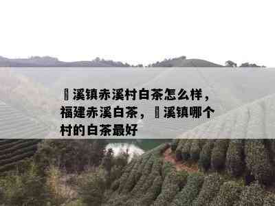 磻溪镇赤溪村白茶怎么样，福建赤溪白茶，磻溪镇哪个村的白茶更好