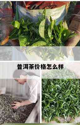 普洱茶价格怎么样