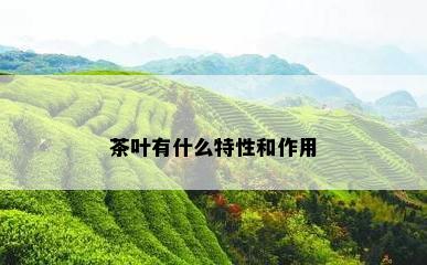 茶叶有什么特性和作用