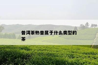 普洱茶熟普属于什么类型的茶